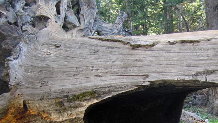 Le passage d'une voiture sous le tunnel log dans le Sequoia National Park sur cette photo publiée en 2008 Le passage d'une voiture sous le tunnel log dans le Sequoia National Park sur cette photo publiée en 2008