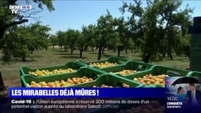 Les mirabelles de Lorraine promettent d'être sucrées cette année