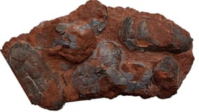 Couvée d'oviraptorosaures fossilisée.