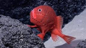Une potentielle nouvelle espèce de poisson découverte dans le cadre de l'expédition "Monts sous-marins du Pacifique Sud-Est" du Schmidt Ocean Institute, au large du Chili, en janvier-février 2024