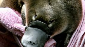 Un ornithorynque au zoo Taronga de Sydney, le 16 février 2006