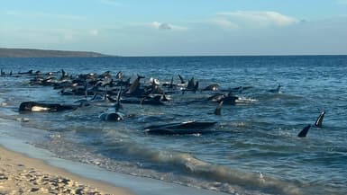 Un échouage massif de dauphins pilotes en Australie, le 25 avril 2024.