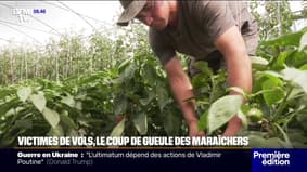Maine -t-Loire: victimes de vol dans leurs fermes, les jardiniers en colère du marché