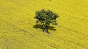 Champ de colza près de Lyon. Selon Météo France, beau temps et pluies éparses devraient perdurer dans les prochains jours en France, n'offrant que peu de soulagement à des cultures déjà asséchées par le deuxième mois d'avril le plus chaud depuis 1900. /Ph