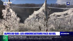 Alpes du Sud: les arboriculteurs tentent de protéger leurs récoltes face au gel