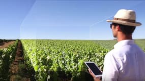 Les usages du drone sont multiples en viticulture de précision notamment pour contrôler les pieds de vignes manquants.