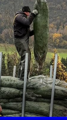 ROBIN DE BFM - En Savoie, la coupe des sapins de Noël a démarré