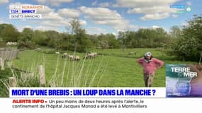 Mort d'une brebis dans le Manche: un loup responsable? 