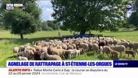 Alpes-de-Haute-Provence: agnelage de rattrapage à Saint-Étienne-les-Orgues