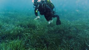 Un plongeur nage au-dessus d'un herbier de posidonie en mai 2019 au large de Cannes (image d'illustration)