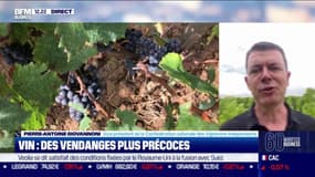 Vin : des vendanges plus précoces