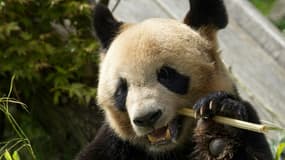 Le jeune mâle panda Yuan Meng mâche un bambou au ZooParc de Beauval, à Saint-Aignan-sur-Cher, le 28 avril 2023