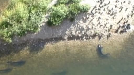 Les silures s'approchent des rives pour attrapper des pigeons posés le long du Tarn.