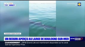 Un requin pèlerin aperçu au large des côtes de Boulogne-sur-Mer