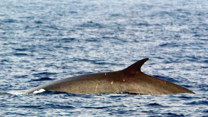 Un rorqual. (Illustration)