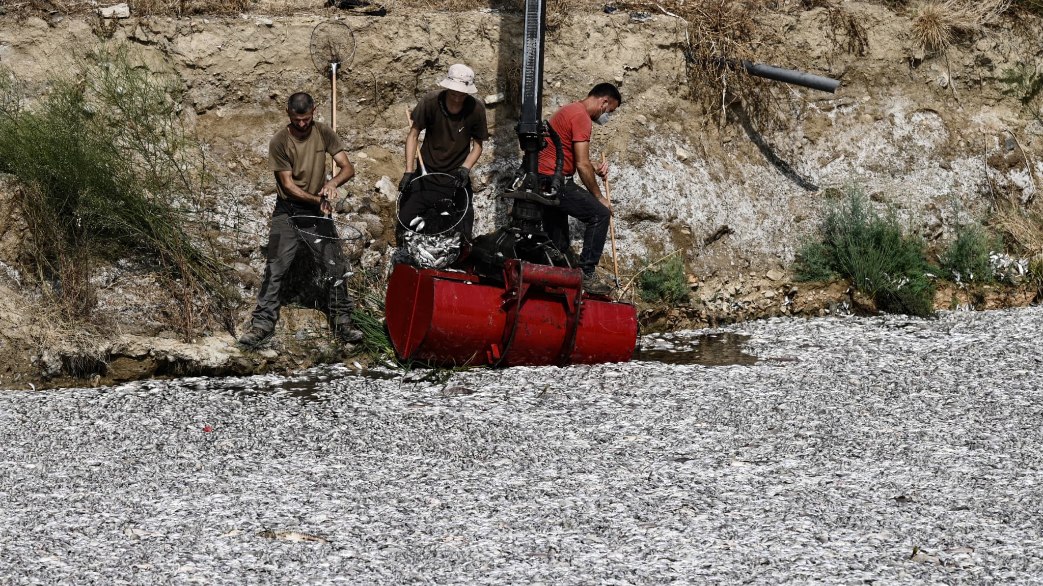 Des ouvriers enlevant les poissons morts dans la rivière Xiria, le mercredi 28 août 2024.