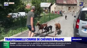 Hautes-Alpes: la traditionnelle course de chèvres de retour à Prapic