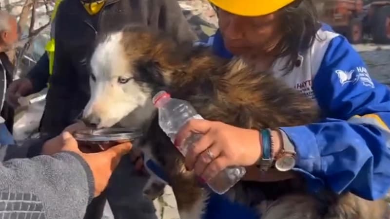 Turquie: un chien sorti vivant des décombres 23 jours après les séismes