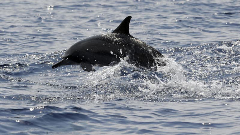 Un dauphin dans les eaux du sud du Sri Lanka, le 26 mars 2009 (illustration)
