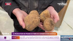 Sécheresse: le prix des pommes de terre va augmenter