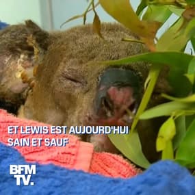 Le koala sauvé des flammes par une femme en Australie est sain et sauf 