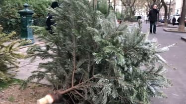 De plus en plus de sapins sur les trottoirs à Paris