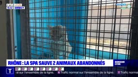 Rhône : la SPA sauve deux animaux abandonnés