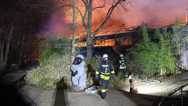 L'enclos des singes en flammes, au zoo de Krefeld.