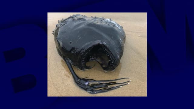Une baudroie retrouvée à Newport Beach, sur une plage de Californie, en mai 2021