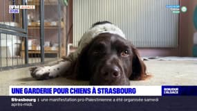 Strasbourg: une garderie pour chiens pour se rendre tranquillement au marché de Noël