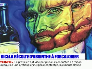 L'été DICI : L'absinthe se récolte à Forcalquier