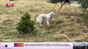 Comment gérer la cohabitation entre promeneurs et chiens de protection?