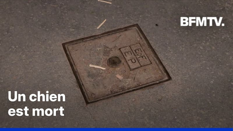 Des chiens électrisés en marchant sur une plaque à Paris, 30 Millions d'Amis porte plainte