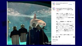 Capture d'écran Instagram du compte @shimonoseki_aquarium_kaikyokan, aquarium géant Kaikyokan de Shimonoseki (Japon). Sur l'image, on aperçoit un poisson-lune derrière la vitre. Il semble regarder ses "amis" de carton, des répliques d'humains réalisées pour le réconforter face à la solitude provoquée par la fermeture temporaire de l'aquarium.