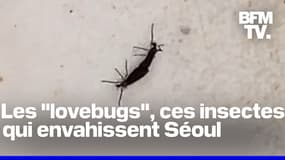 Séoul est envahie d'insectes volants surnommés "lovebugs" 