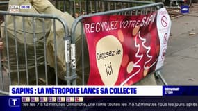 Lyon: la collecte des sapins de Noël débute ce lundi dans la Métropole