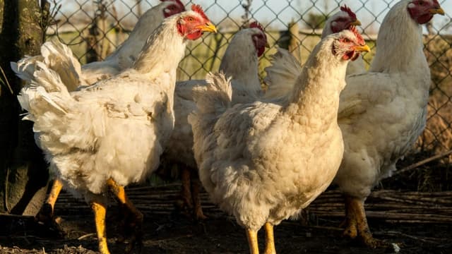 Les volailles et oiseaux domestiques vont tous devoir être confinés en Angleterre, à partir du 7 novembre 2022, face à la propagation de la grippe aviaire (photo d'illustration).
