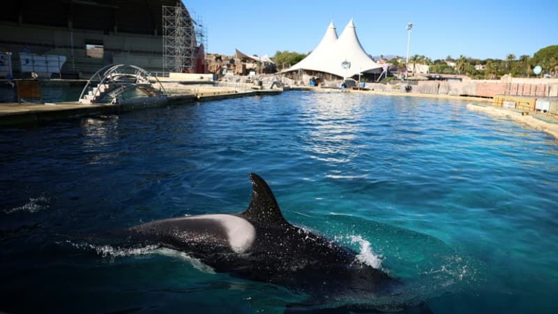 Marineland espère transférer ses deux orques et ses douze dauphins en Espagne avant la fin du mois de juin