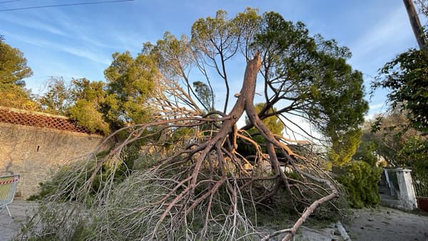 L'arbre de 200 ans et 15 tonnes tombé boulevard du Cap à Antibes (Alpes-Maritimes) le 29 janvier 2024.