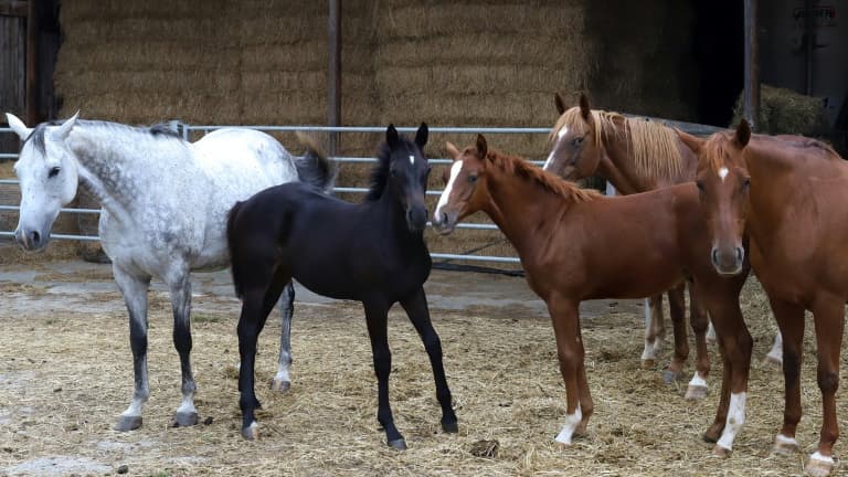 Des chevaux dans un enclos de l'Institut français du cheval, le 22 septembre 2020 à Pompadour, en Corrèze (Photo d'illustration)