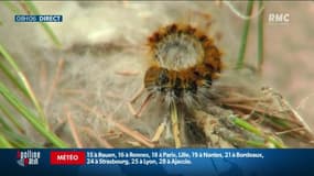 Invasion de chenilles urticantes dans le Grand Est