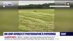 Flandres: un loup aperçu et photographié à Poperinge, à la frontière belge