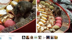 Les photos des souris ont été retwittées plus de 1.500 fois.