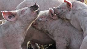De jeunes cochons dans une exploitation en Auvergne (image d'illustration).