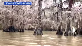 En Louisiane, d'impressionnants stalactites se forment sur les arbres d'un lac