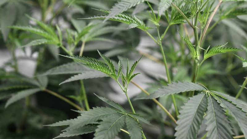 Des feuilles de marijuana.