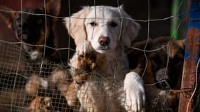 Des chiens recueillis dans un chenil au Kosovo, le 12 novembre 2021.