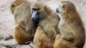 Des babouins au zoo de Nuremberg le 7 juillet 2025