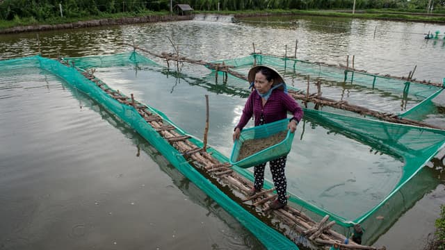 La production de riz vietnamien a rapporté moins de deux milliards d'euros en 2016, contre quelque 2,5 milliards pour la crevette.
