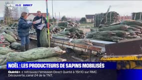 Noël : les producteurs de sapins mobilisés - 10/12